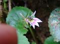 Roundleaf Star Creeper